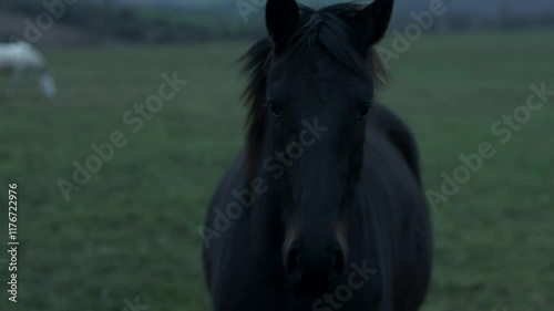 Lovely black beauty racehorse in field at sundown in January