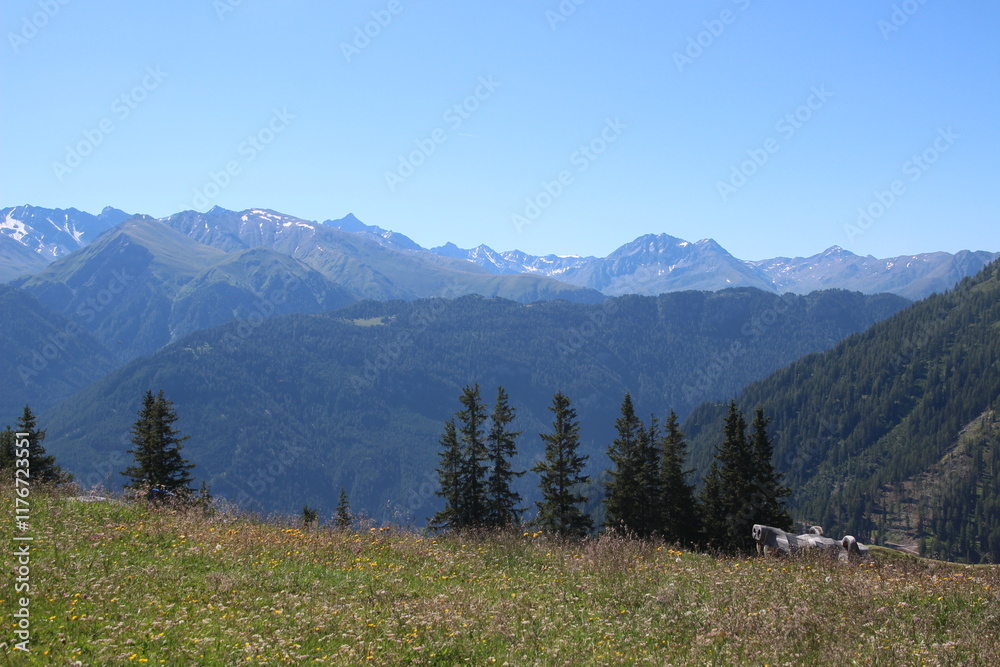 Fototapeta premium mountains with trees