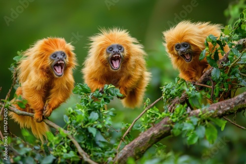 A group of golden lion tamarins leaping among tree branches in the Atlantic Forest.