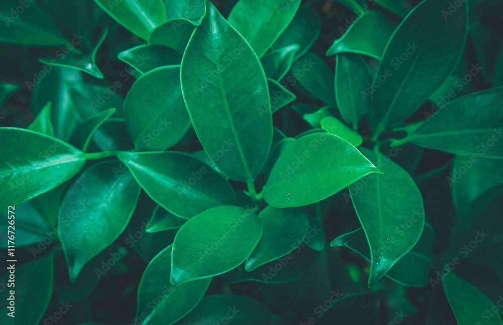 Fototapeta premium Green banyan leaves nature background