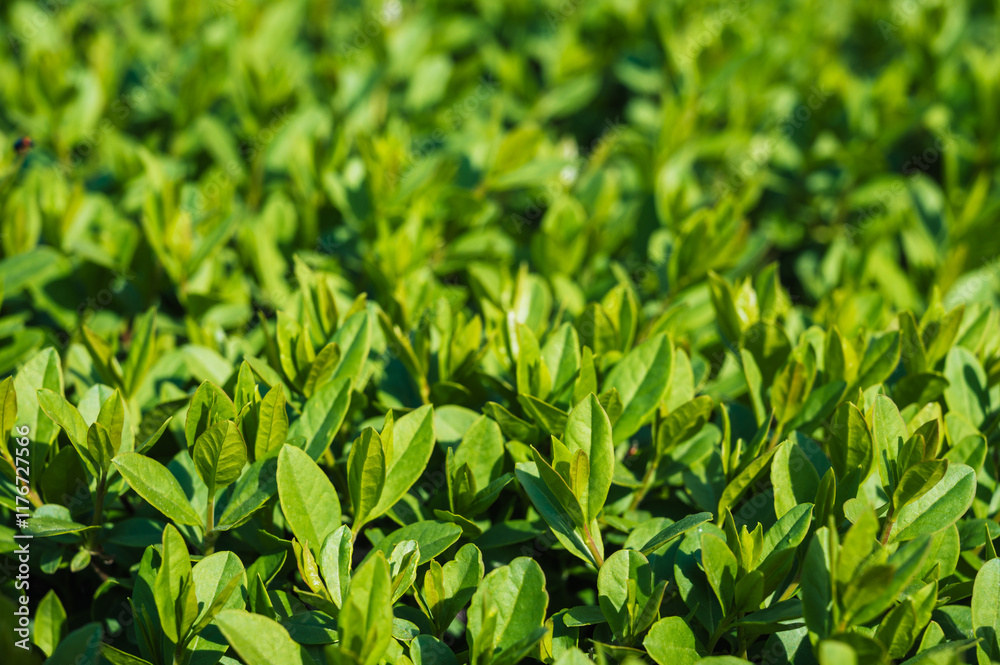 Hedge of Privet Bushes in natural light close-up Hedge of Privet Bushes in natural light close-up