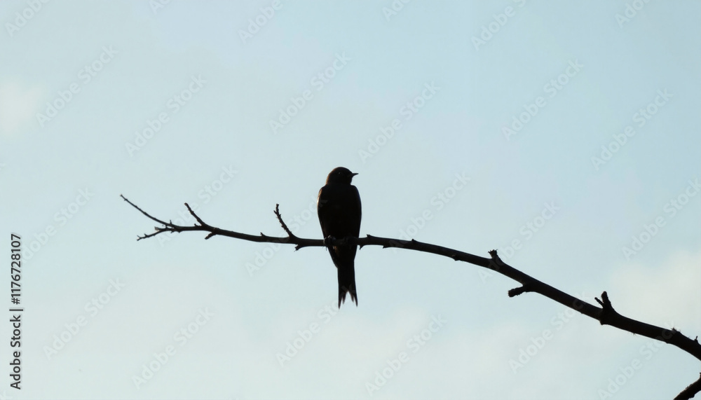 Swallow silhouette perched on branch against clear dawn sky, minimalism Swallow silhouette perched on branch against clear dawn sky, minimalism