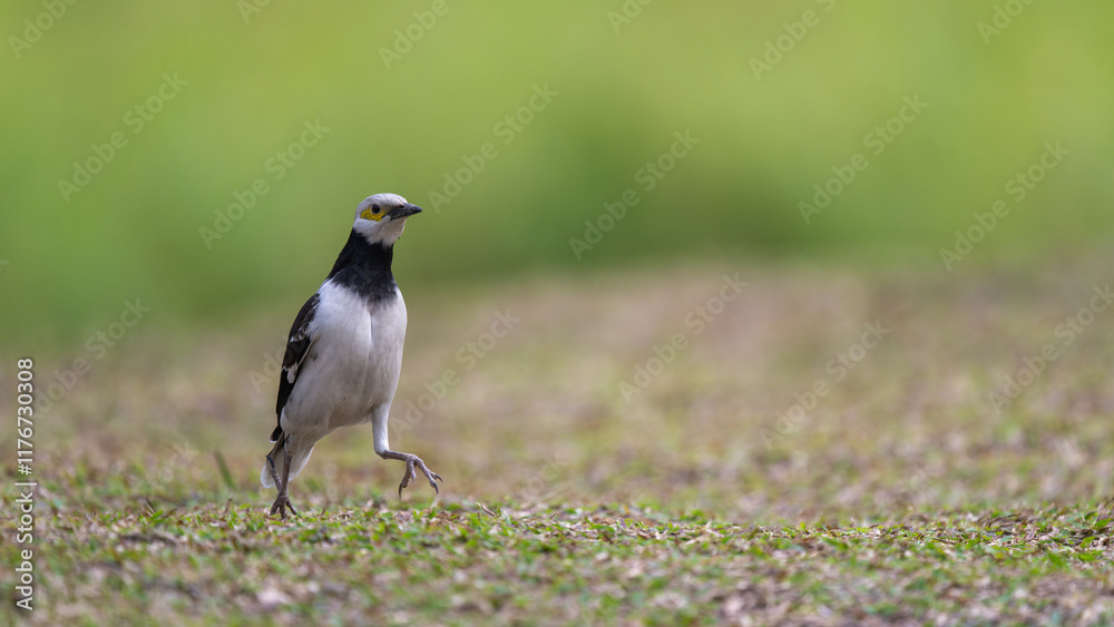 A black-collared starling walking on the grass. Blurred background. A black-collared starling walking on the grass. Blurred background.