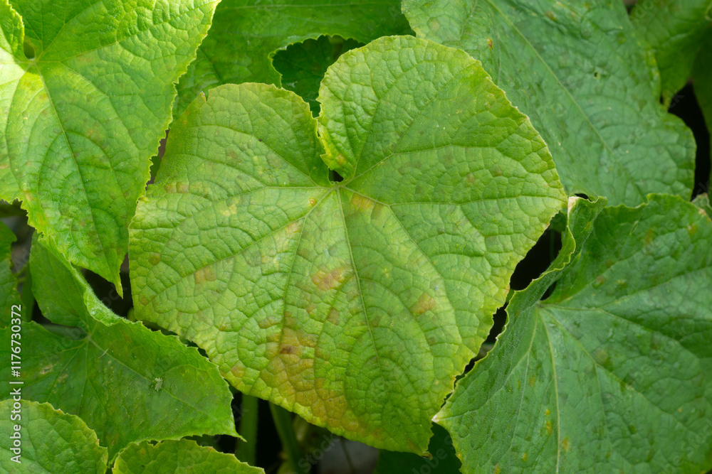 Cucumber foliage damage in open ground, orange spots on leaves Cucumber foliage damage in open ground, orange spots on leaves