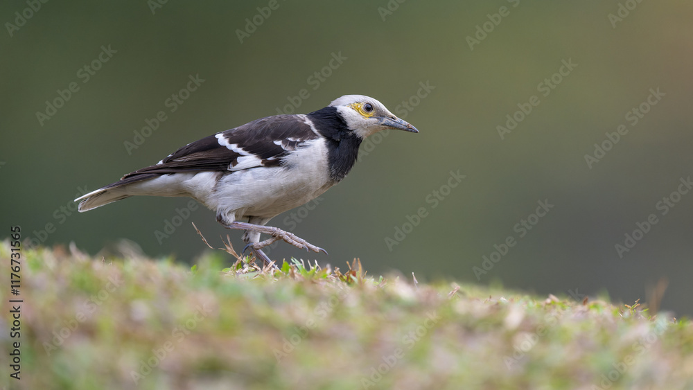 A black-collared starling walking on the grass. Blurred background. A black-collared starling walking on the grass. Blurred background.