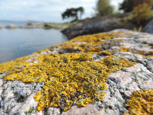 Flechten überwachsen einen Felsen in den Schären von Göteborg photo