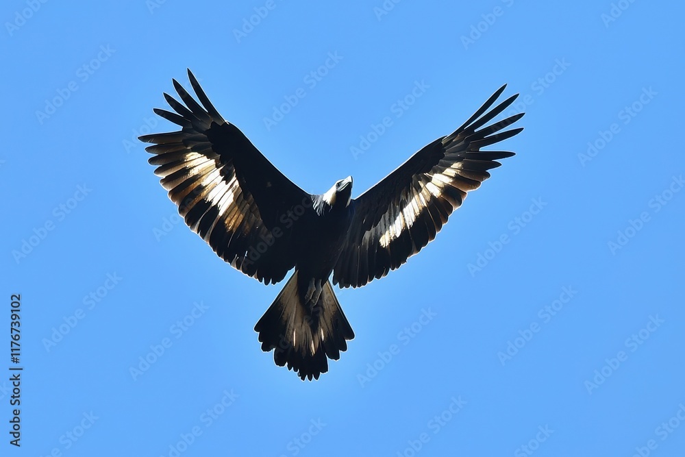 Naklejka premium A majestic condor soaring high above the Andes mountains, wings spread wide