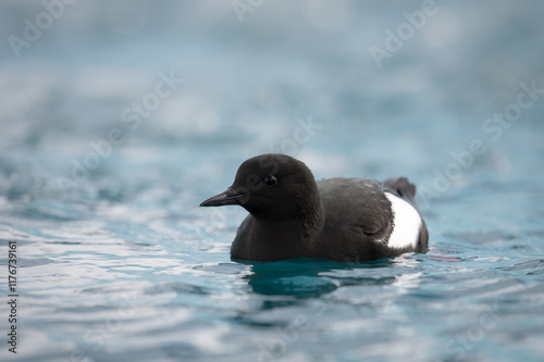 Black guillemot