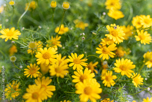 Dew on yellow daisy field under the morning sunlight in the nature background.