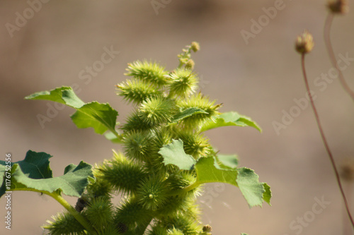 Closeup of common cocklebur green fruits with blurred background photo