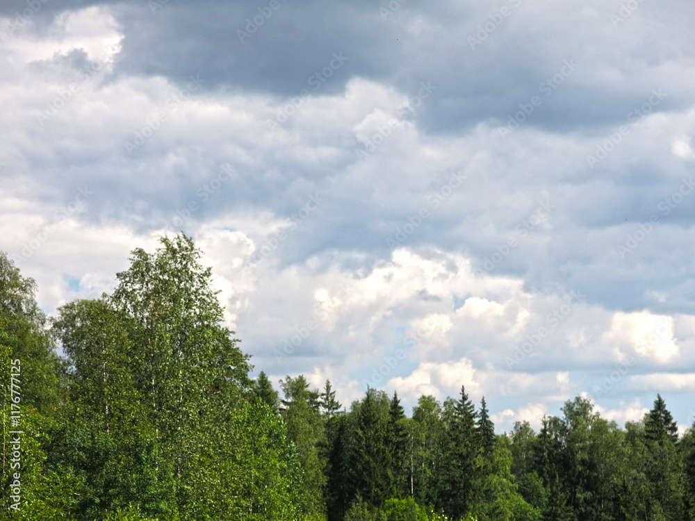 view of the summer russian forest view of the summer russian forest