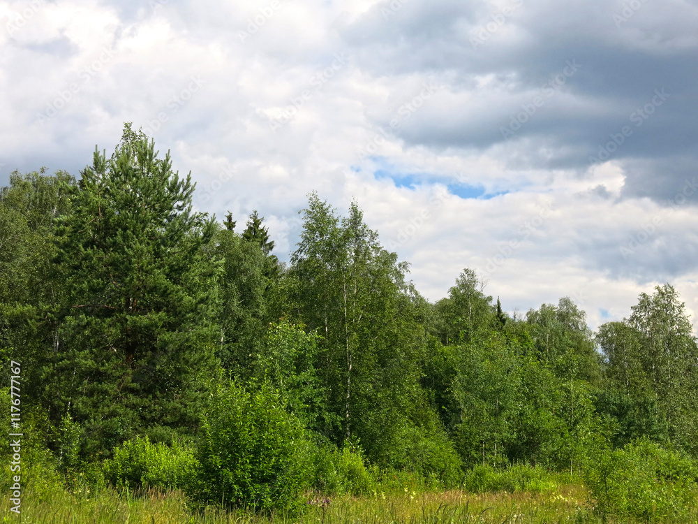 view of the summer russian forest view of the summer russian forest