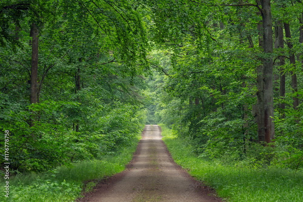 Dirt road through a lush green forest in Steigerwald, Franconia, Bavaria, Germany Dirt road through a lush green forest in Steigerwald, Franconia, Bavaria, Germany