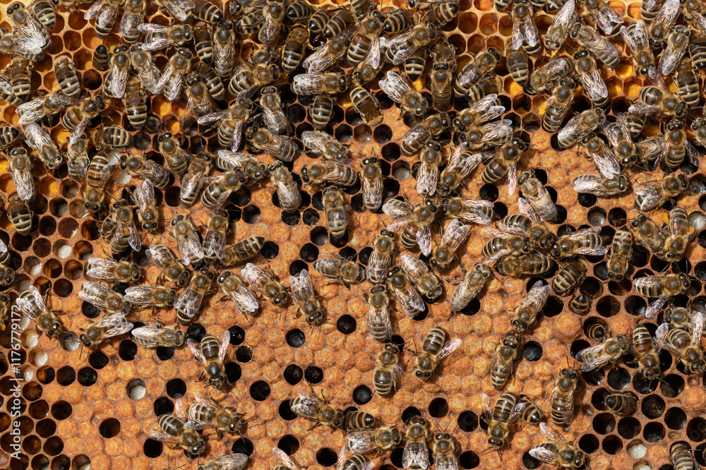 Worker bees on honeycomb in Franconia, Bavaria, Germany Worker bees on honeycomb in Franconia, Bavaria, Germany