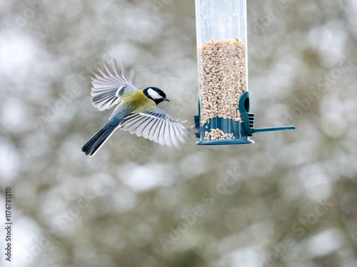 Kohlmeise (Parus major) photo