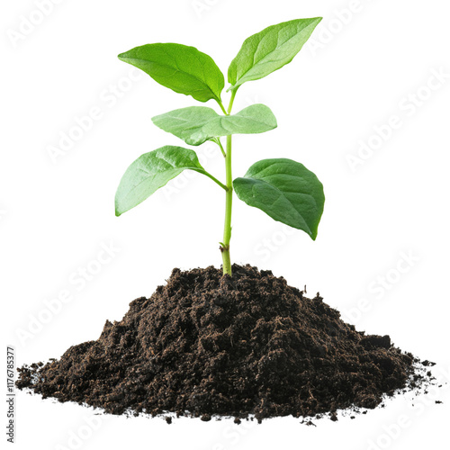 More Growing Young Plants: A Beautiful Display of Natural Development photo