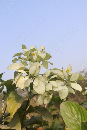 Mussaenda pubescens flower plant on farm photo