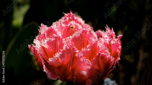 Fringed Tulip
