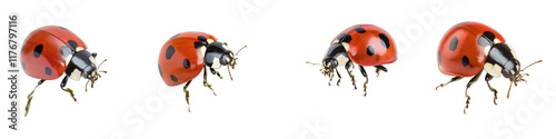 Closeup view of a vibrant red ladybug with black spots crawling on a leaf or twig in a natural outdoor environment  The insect s shell like wings small size