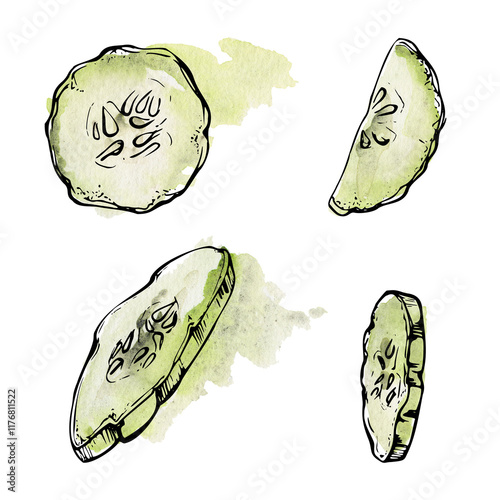 Green cucumber squash zucchini slice vegetable for salad vegan raw cooking, diet and healthy lifestyle. Illustration hand drawn in watercolor and ink for poster, recipe book, restaurant or cafe menu.