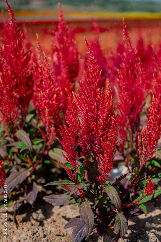 Amaranthus cruentus, red amaranth in garden. Amaranthus cruentus, red amaranth in garden.