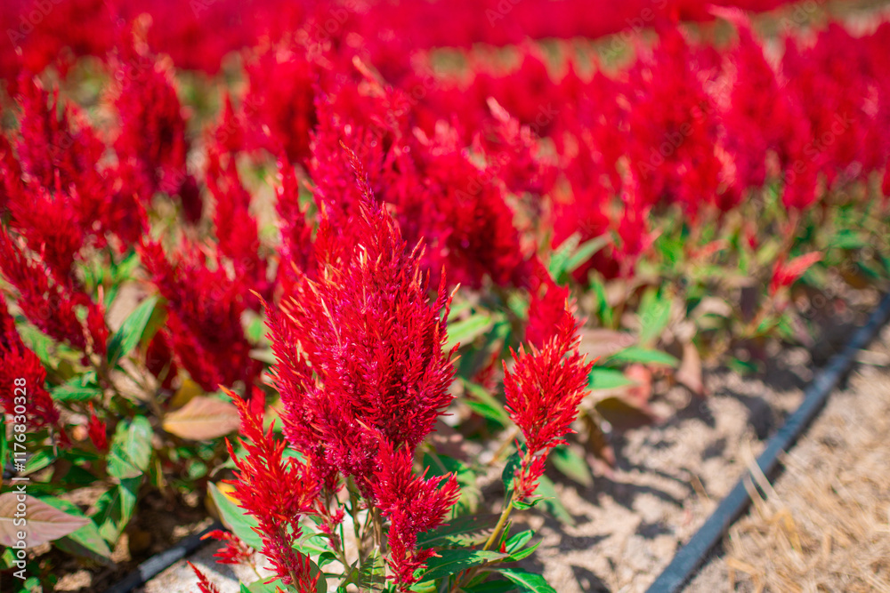 Close-up of red beautiful Celosia flowers in garden. Close-up of red beautiful Celosia flowers in garden.