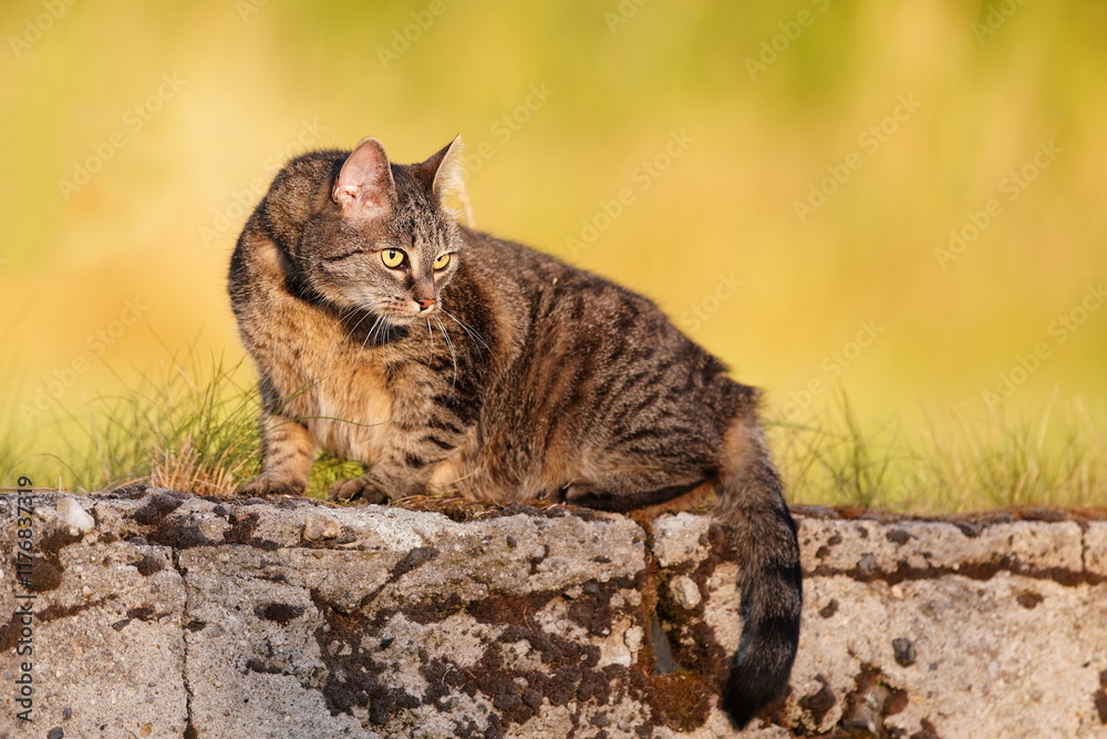 Obraz premium A beautiful tabby cat sits on a stone wasll in garden.