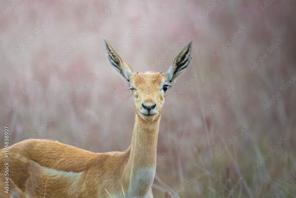 Obraz premium Blackbuck 