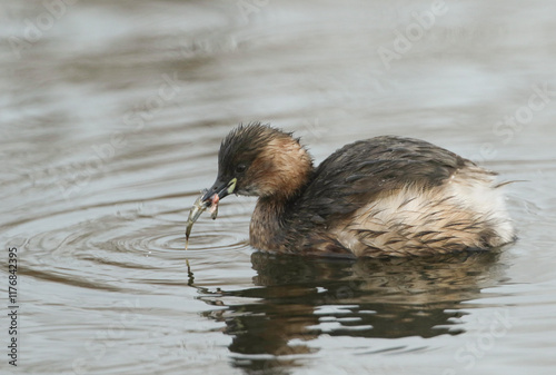 A Little Grebe, Tachybaptus ruficollis, has just caught a Stickleback Fish and is about to eat it.