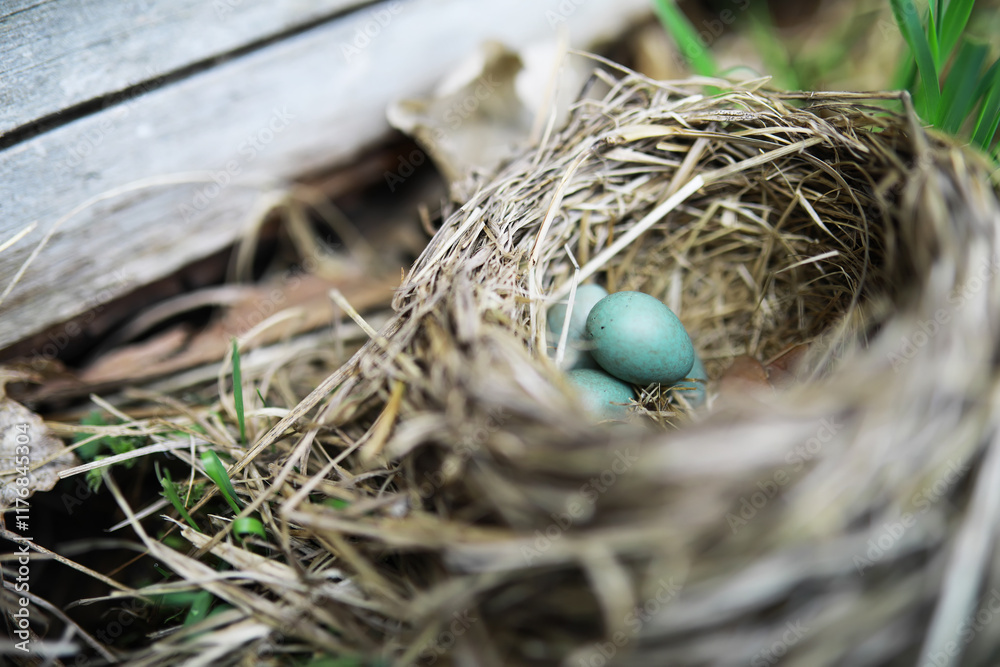 Close-up of Bird Nest with Robin Eggs in Natural Outdoor Setting Close-up of Bird Nest with Robin Eggs in Natural Outdoor Setting