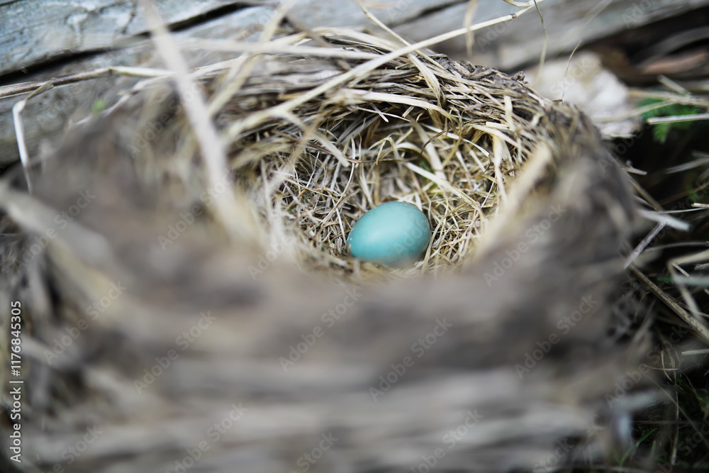 Close-up of a Single Blue Egg in a Nest Made of Straw and Twigs Close-up of a Single Blue Egg in a Nest Made of Straw and Twigs