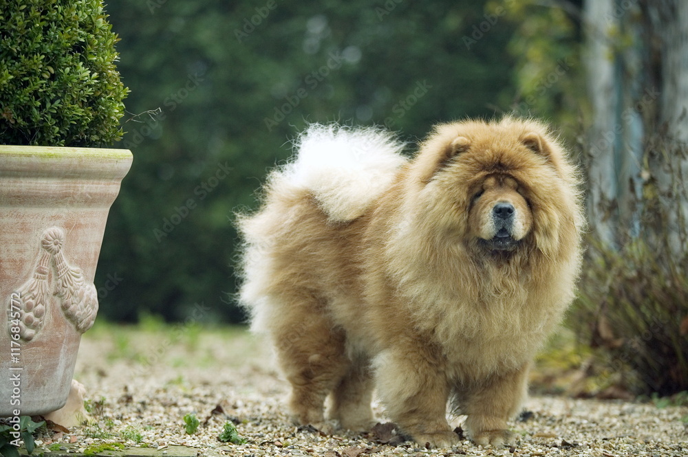 Fototapeta premium chow chow