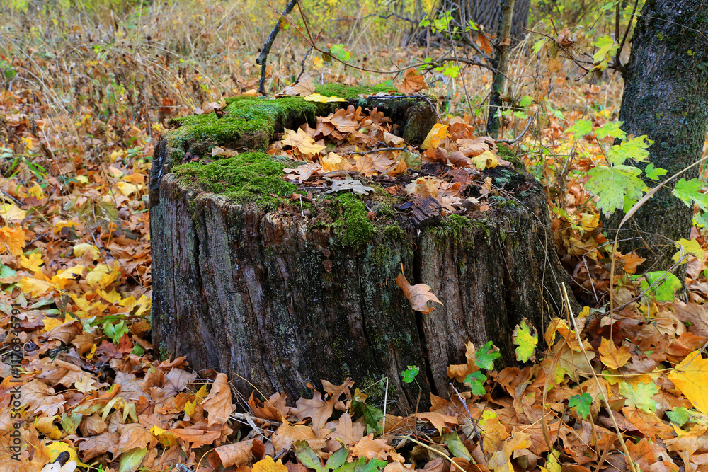 Obraz premium old wooden stump in forest