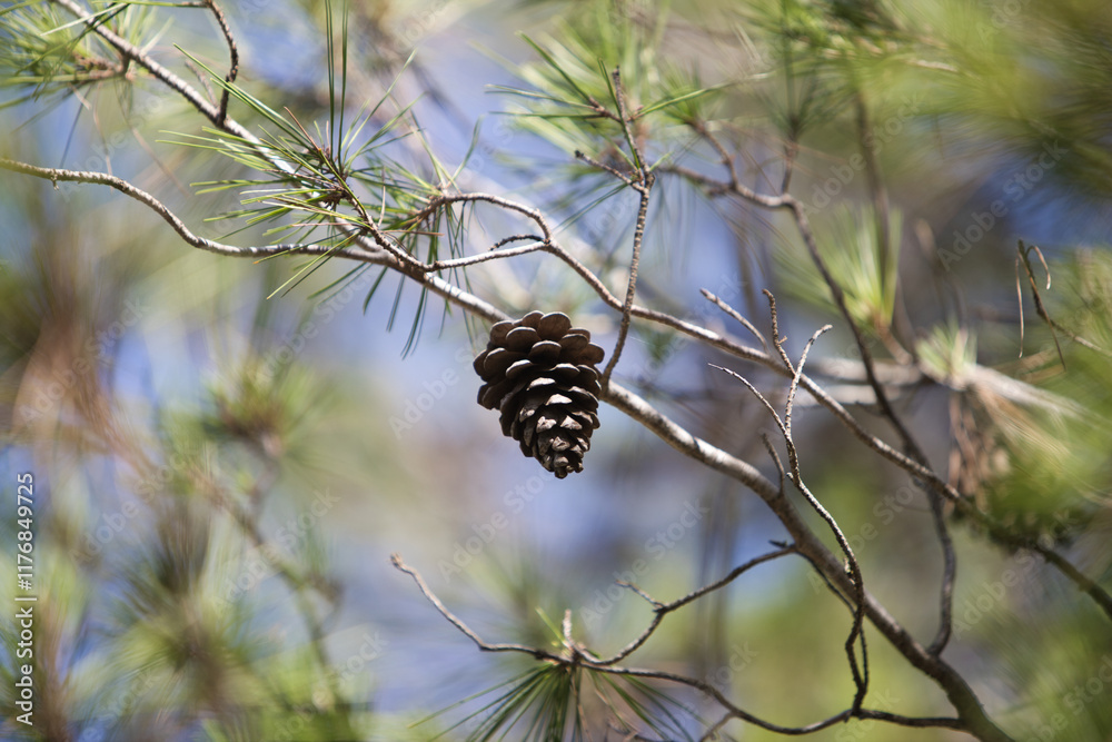 Obraz premium Pine tree branch with needles and pine cone.