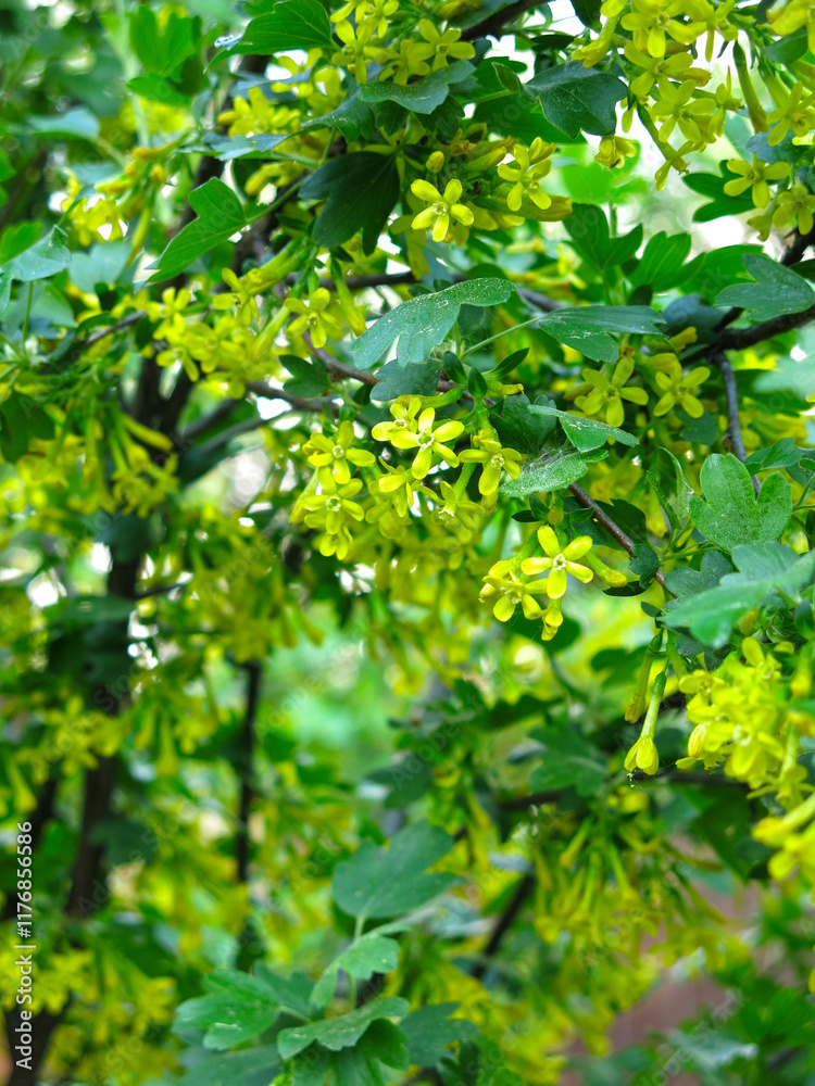golden currant (Ribes aureum) blossoms with yellow flowers golden currant (Ribes aureum) blossoms with yellow flowers