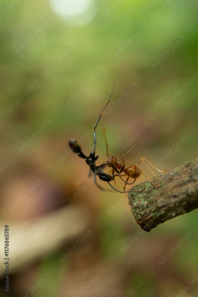 red ants with food, macro shot red ants with food, macro shot