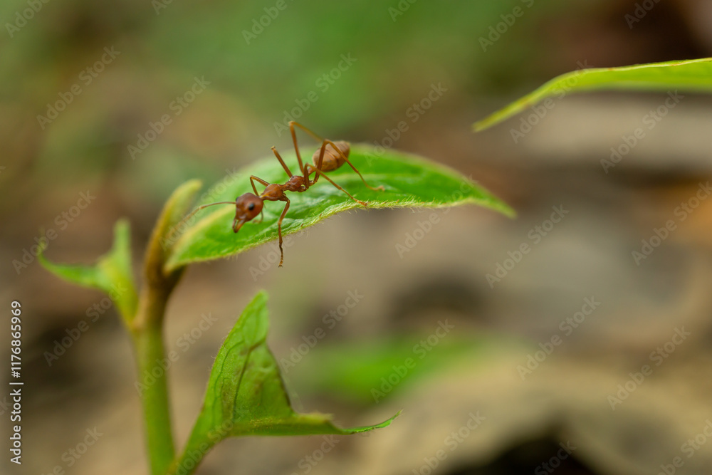 red ants on green leaves macro shot red ants on green leaves macro shot