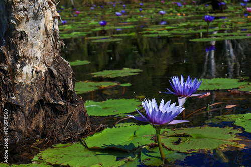 landscape Purple lotus flowers at the botanical garden are a tourist attraction in Rayong Province, Thailand.
