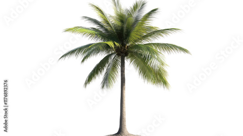 Tropical Paradise: A single coconut palm tree stands tall and proud, its lush green fronds reaching towards the sky, a symbol of serenity and escape. 