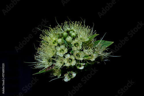 Xanthostemon chrysanthus, the name of the first love plant in Thai photo