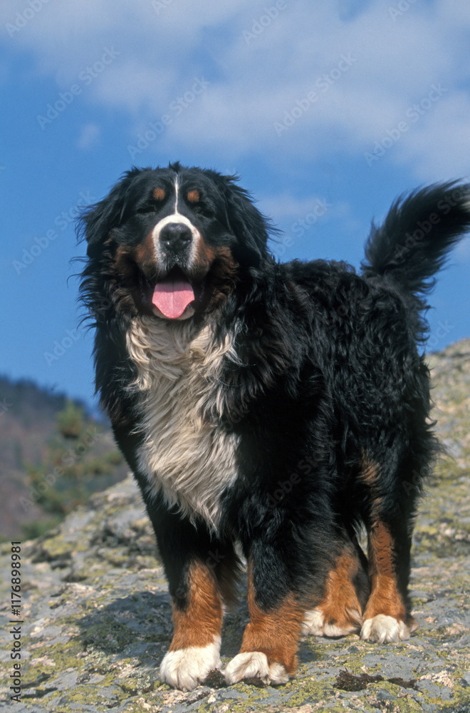 bouvier bernois bouvier bernois