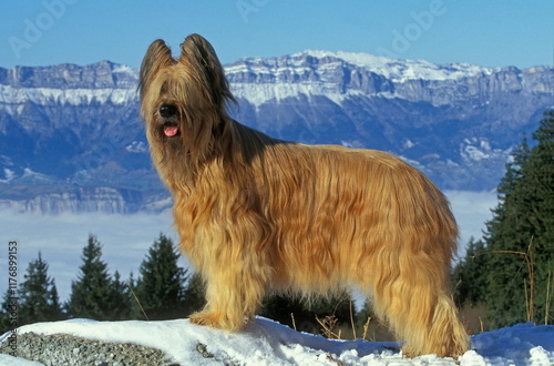 Fotografie Briard