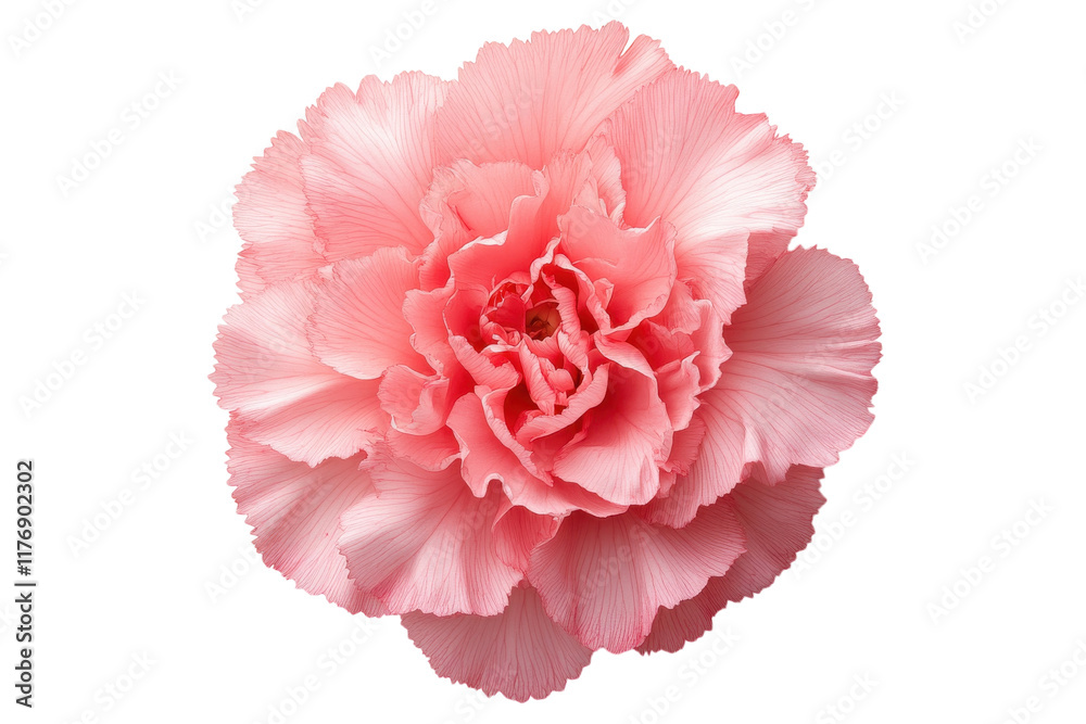 Beautiful pink carnation flower blooming in natural light, showcasing delicate petals and soft colors Beautiful pink carnation flower blooming in natural light, showcasing delicate petals and soft colors