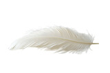 Soft white feather resting on a surface emphasizes delicate texture and natural beauty at midday light