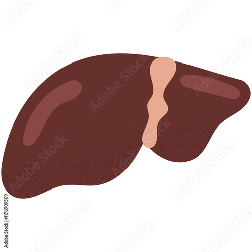 Human liver. Anatomy of internal organ.Ideal for medical or educational purposes.