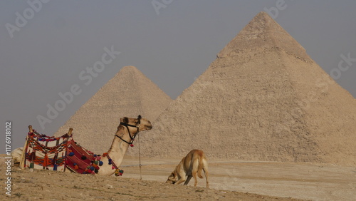 pyramide, Égypte, Gizeh, Sphinx, pharaon, antiquité, archéologie, monument, histoire, désert, architecture, ancienne, tombeau, civilisation, hiéroglyphe, momie, nécropole, Kheops, Khephren, Mykérinos, photo