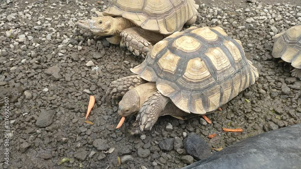 A close-up of a Sulcata tortoise (Centrochelys sulcata) enjoying its meal. The large, gentle reptile feeds on fresh greens, showcasing its natural eating behavior in a serene outdoor environment A close-up of a Sulcata tortoise (Centrochelys sulcata) enjoying its meal. The large, gentle reptile feeds on fresh greens, showcasing its natural eating behavior in a serene outdoor environment