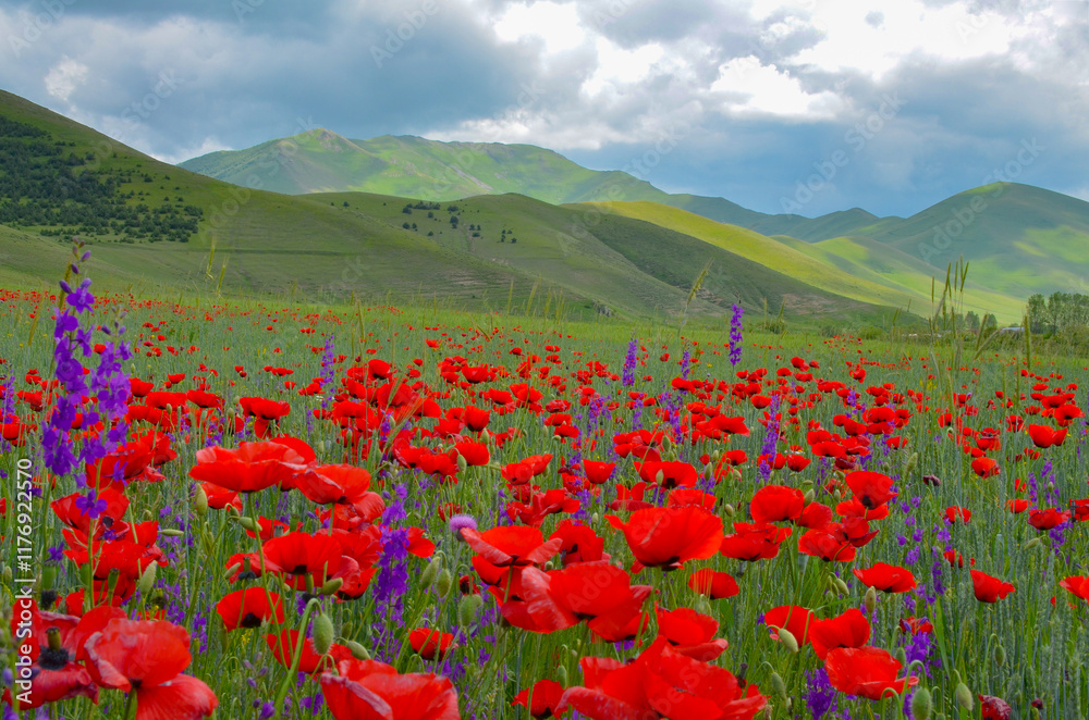 red poppies and purple eastern larkspur flowers on the meadow in Caucasus mountains (Jrashen, Armenia) red poppies and purple eastern larkspur flowers on the meadow in Caucasus mountains (Jrashen, Armenia)