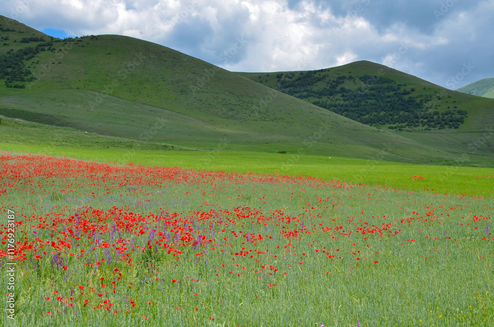 red poppies flowers on the meadow in Pambak mountains (Jrashen, Armenia) red poppies flowers on the meadow in Pambak mountains (Jrashen, Armenia)