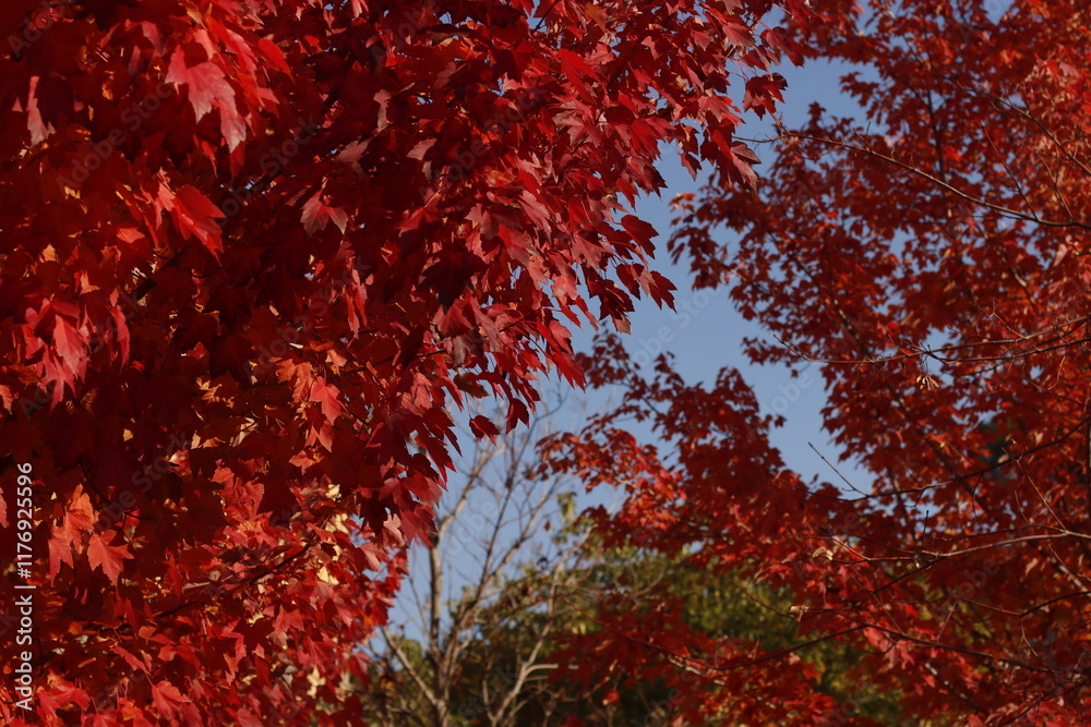 Autumn leaves in an urban park Autumn leaves in an urban park